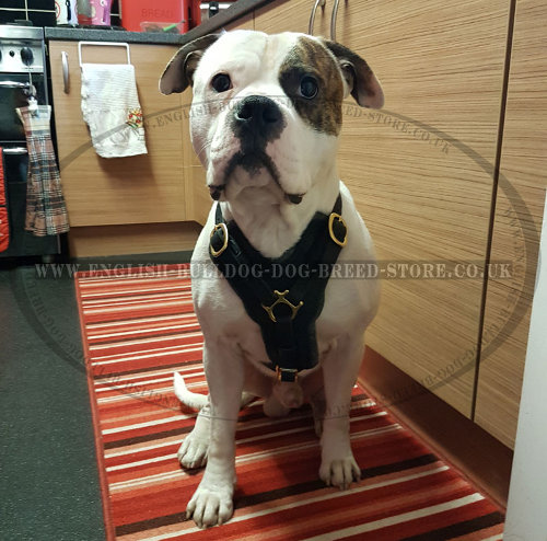American Bulldog Leather Harness UK