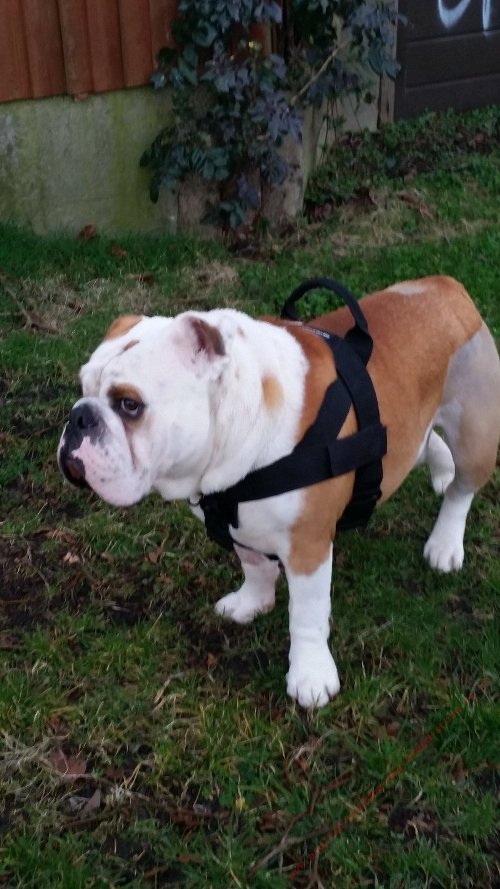 Training Bulldog Harness