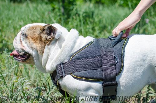 Best Harness for Bulldogs