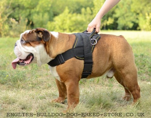 English Bulldog Harness for Sale