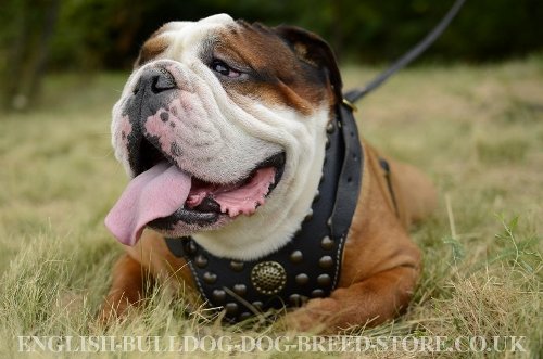 British Bulldog Harness