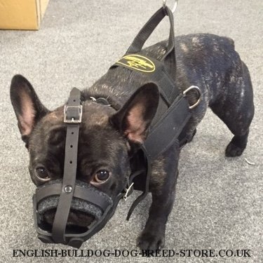 French Bulldog Harnesses UK