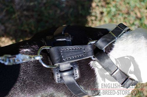 French Bulldog Leather Harness