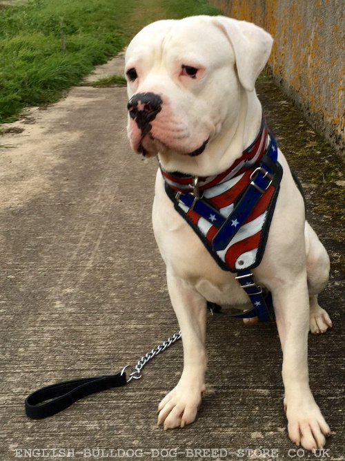 Dog Harness for American Bulldog