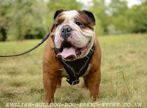 Padded Leather Dog Harness for English Bulldog
