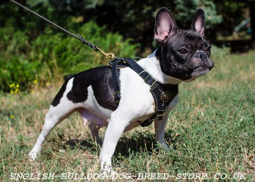 Padded Leather Dog Harness for French Bulldog