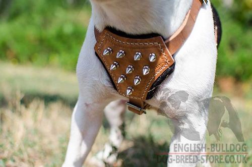 French Bulldog Harnesses