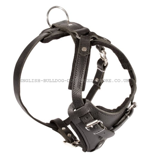 Strong Leather Dog Harness UK for Bullmastiff