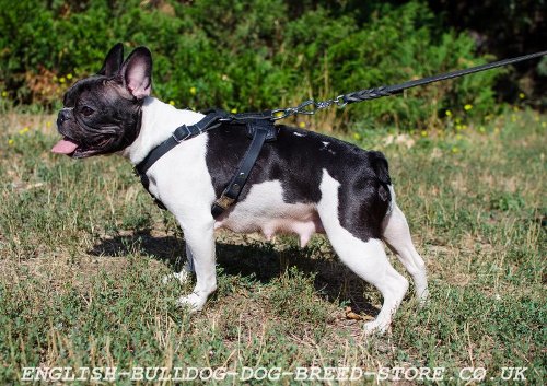 Dog Leashes for French Bulldog