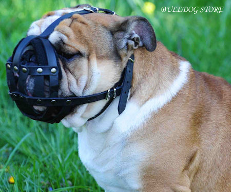Bulldog - How to Choose the Right Muzzle for Your Dog