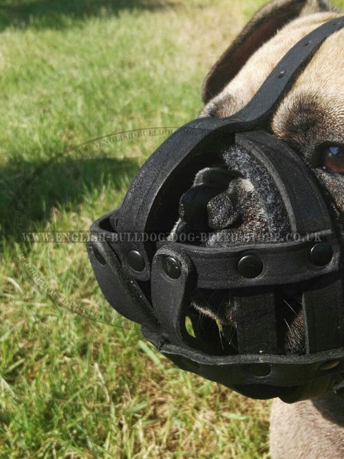Muzzle for French Bulldog