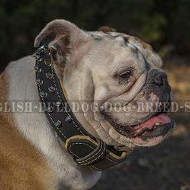 Two-Ply Leather Dog Collar Spiked in Style for English Bulldog