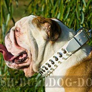 English Bulldog Obedience Training