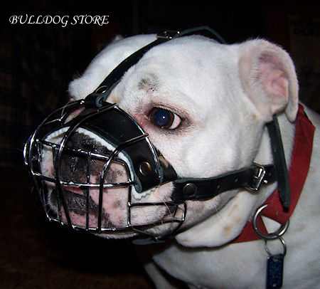 Best muzzle for English Bulldog