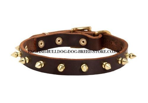 Bulldog Collar of Pure Leather with Row of Goldish Brass Spikes