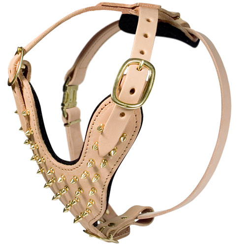 Amazing Harness with Gold-Like Brass Spikes for English Bulldog