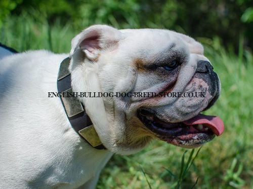 Large Leather Dog Collar with Nickel Plates for English Bulldog