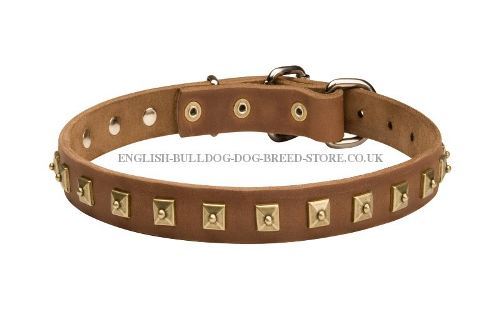 Dog Collar Designer with Square Brass Studs for English Bulldog