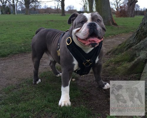 Bestseller! Padded Dog Harness of Leather for Old English Bulldog
