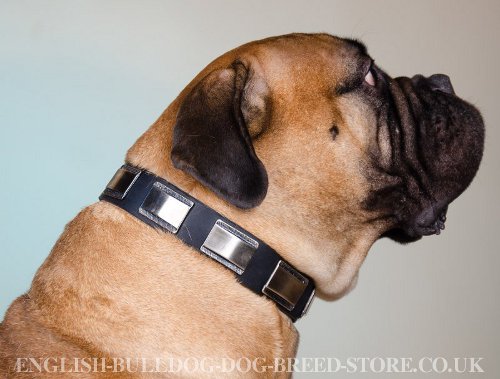 New Dog Collar for Bullmastiff, Massive Nickel Plated Design