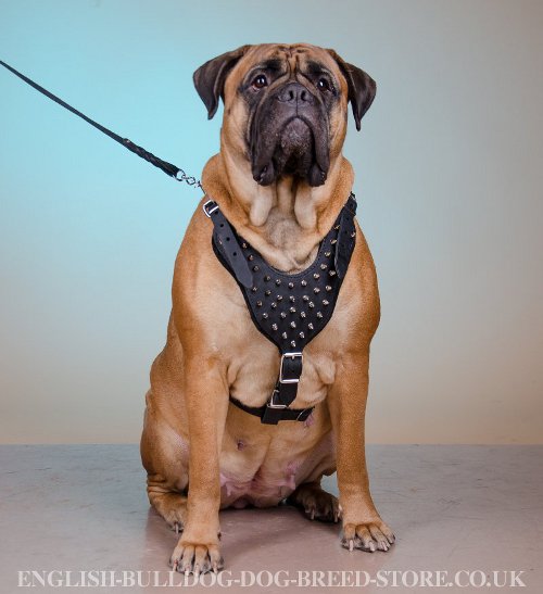 Spiked Leather Dog Harness for Bullmastiff Style and Comfort