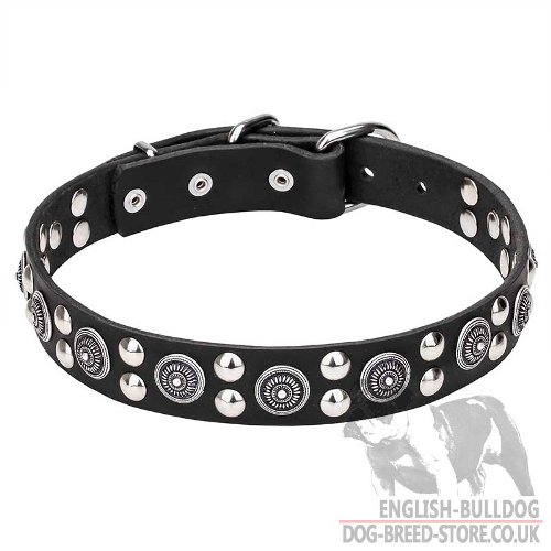 English Bulldog Collar of Leather with Silvery Plates and Studs
