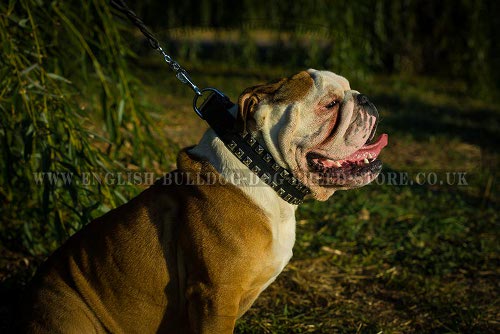 Caterpillar Style Studded Leather Dog Collar for English Bulldog