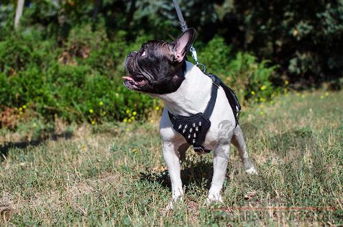 French Bulldog Harness with Glossy Spikes, Genuine Leather