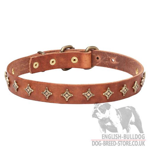 "Golden Star" Slap-Up Narrow Dog Collar for English Bulldog