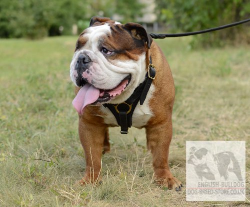 Tracking and Easy Walking Harness of Leather for English Bulldog
