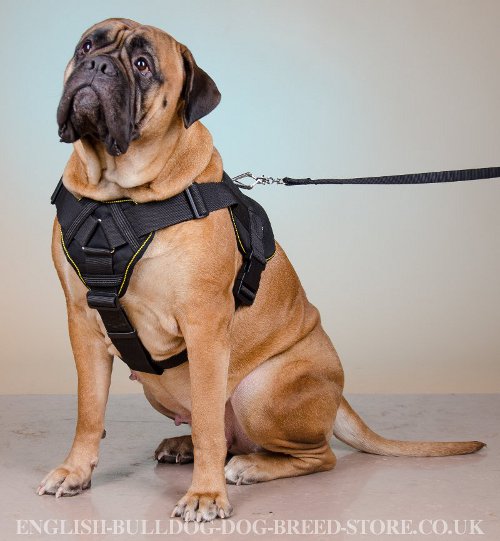 Nylon Dog Harness for Bullmastiff, Multipurpose All-Weather Use