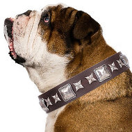 Leather Collar for English Bulldog "Perfect Impression" Artisan