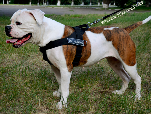 Weight Pulling Harness for American Bulldog