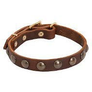 Pug Dog Collar of Narrow Leather with Row of Round Brass Studs