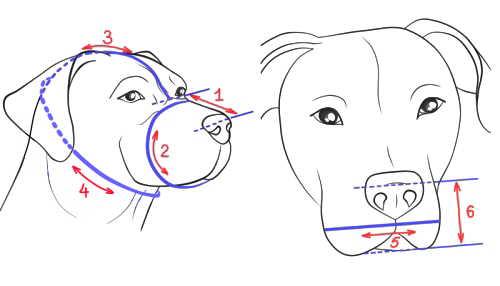 How to size muzzle