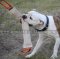 Dog Training Tug Extra Large for American Bulldog, Natural Jute
