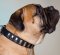Stylish Leather Dog Collar for Bullmastiff, Glossy Nickel Plates