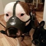 American Bulldog Leather Muzzle Nappa Padded Inside, Open Nose