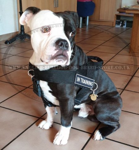 Continental Bulldog Nylon Harness with Patches Multi-Purpose Use