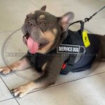 No Pull Dog Training Harness of Nylon for French Bulldog_1