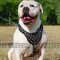 American Bulldog Harness Walking with Cones Studded Chest Plate