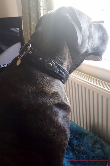 English Bulldog Leather Collar with Royal Nickel Hardware