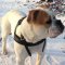 Bestseller! Old English Bulldog Harness Pulling, Training and Walking