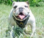 Bestseller! Luxury Padded Leather Dog Harness for English Bulldog