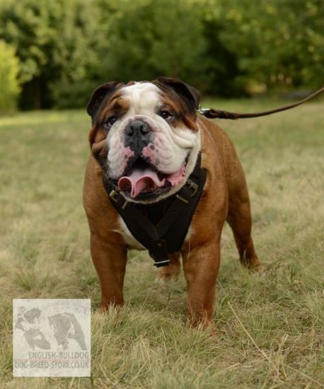 Working Dog Harness in Brown Leather for Bulldog