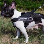 No Pull Dog Training Harness of Nylon for French Bulldog