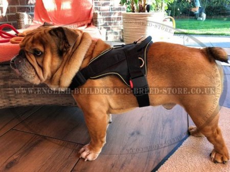 Bestseller! English Bulldog Harness of Nylon for Multitasking Use