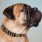 Chic Dog Collar for Bullmastiff with Spikes, Cones and Plates