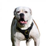Dog Tracking Harness for American Bulldog Walking and Training