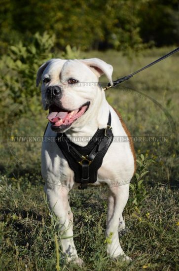 Padded Dog Harness of Genuine Leather for American Bulldog
